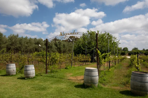 יקב אלכסנדר